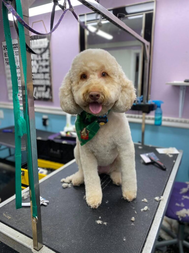 133639423 2953201574821277 2998465859353996511 n.jpg