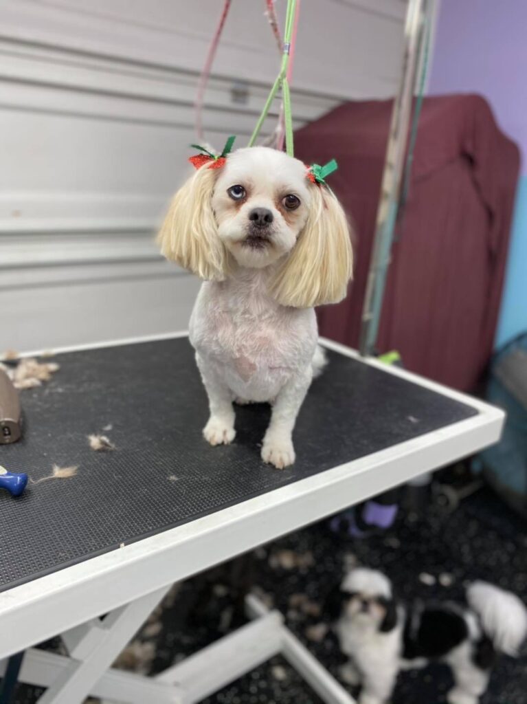 133697150 2953201291487972 6470479971916134508 n.jpg