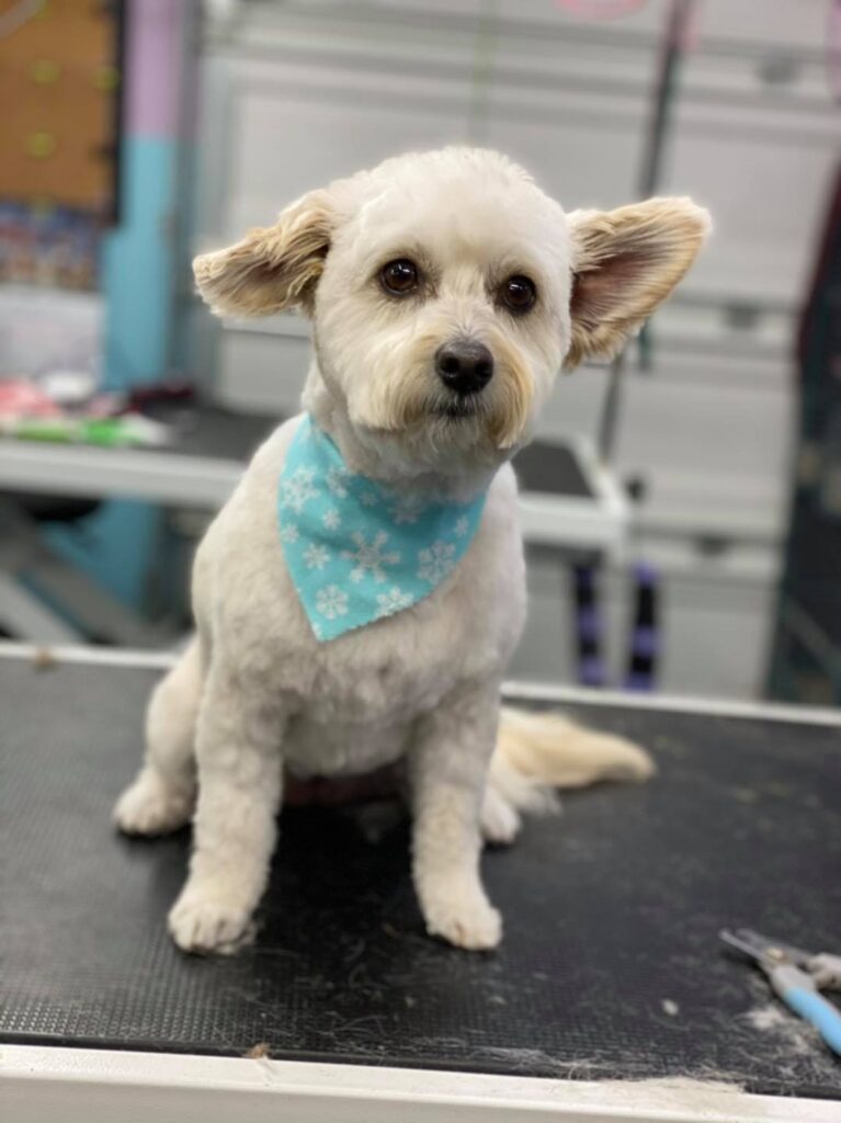 133786281 2953201231487978 6530436171481184602 n 2.jpg