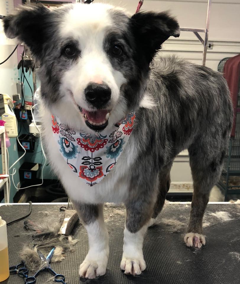 95200813 2729064867234950 8782691693452328960 n.jpg